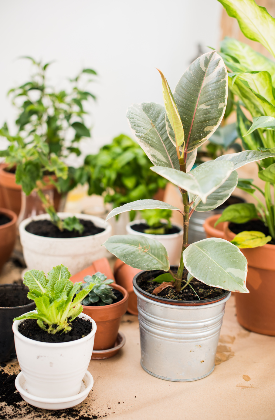 balcony garden