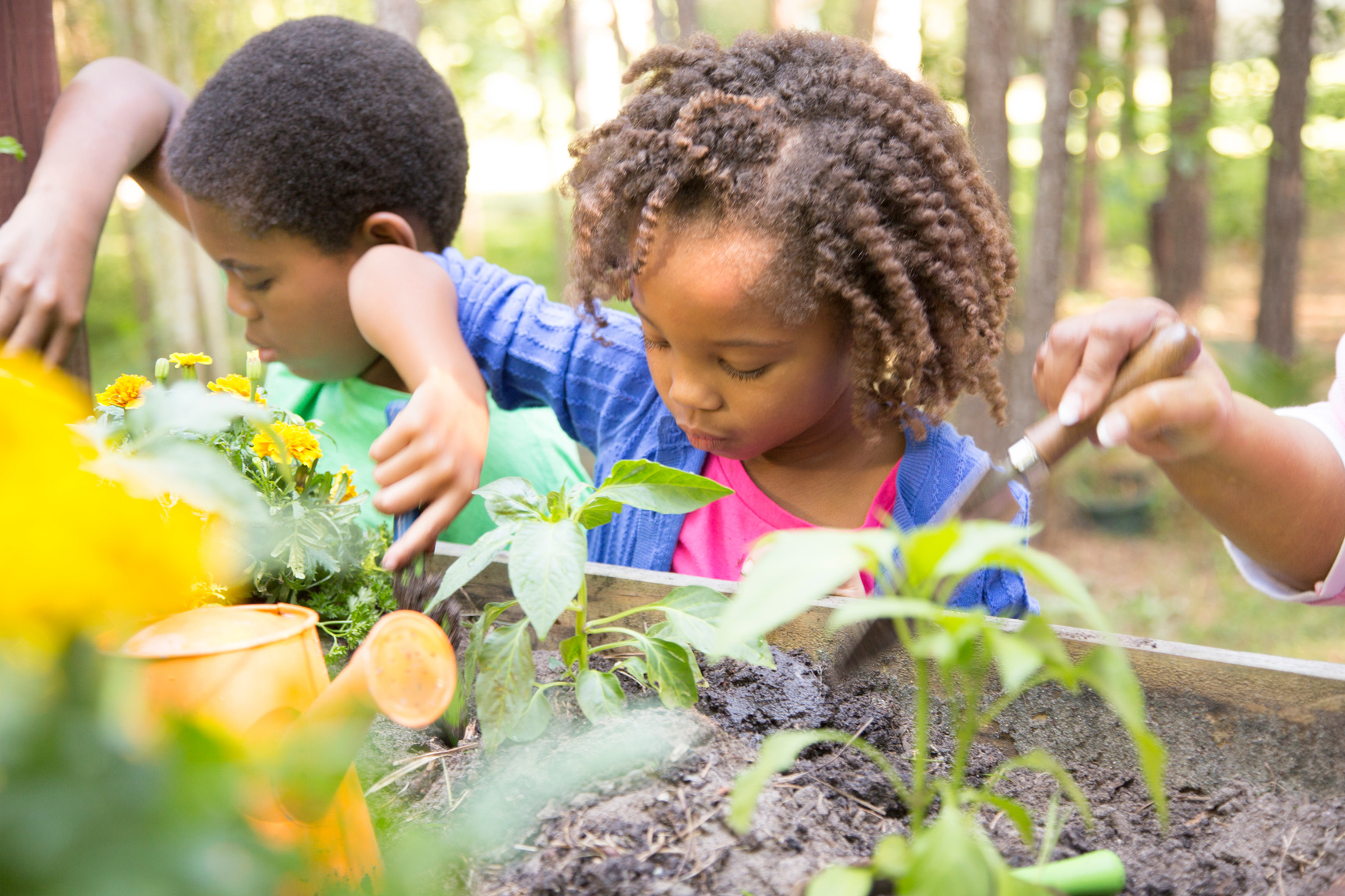 African descent children gardening outdoors in spring.